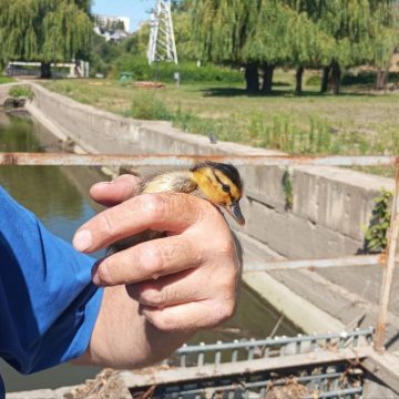 Восемь утят угодили в речной шлюз