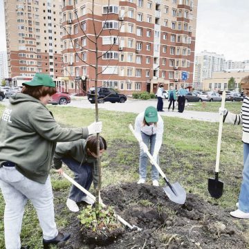 Посади дерево