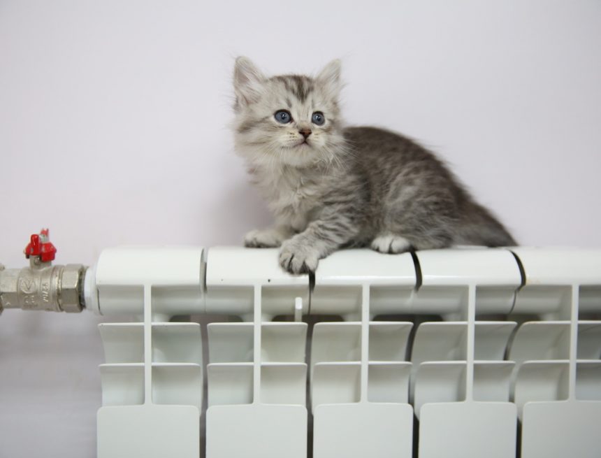 отопление котёнок батарея тепло заги Отключать отопление в Липецке в ближайшие дни не планируют