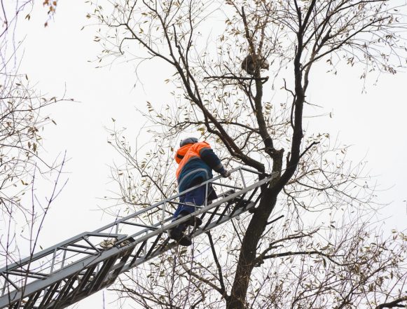 Городские и областные спасатели «охотились» на Зайчика на высоте