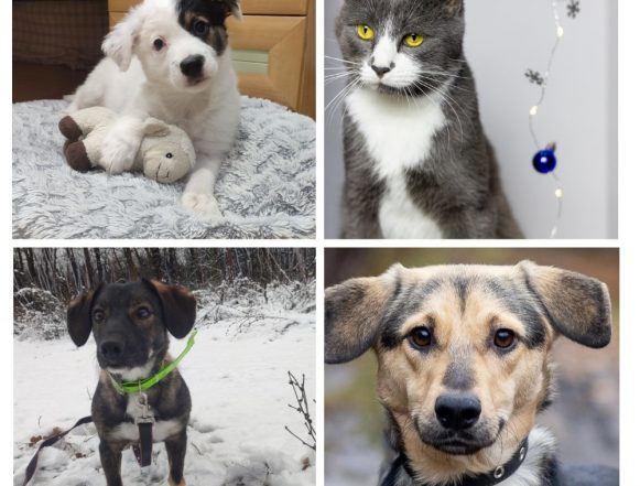 Сьюзи, Виолетт, Декстер и Бекки в поисках липецких хозяев