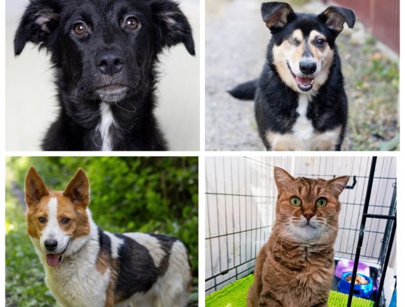 Май, Лапочка, Понг, Клеопатра ищут хозяев