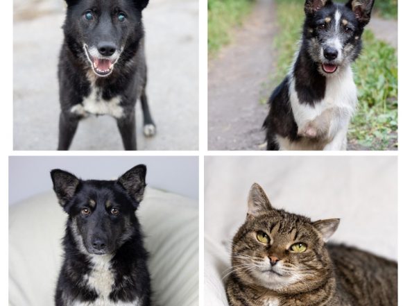 Черничка, Тимка, Швепс, Барик ищут дом