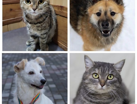 животные №5 - 2025 Бося, Руфи, Принцесса и Варежка мечтают о доме и хозяевах