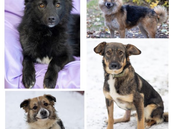 собаки Вишенка, Аманда, Магна, Форд ищут дом