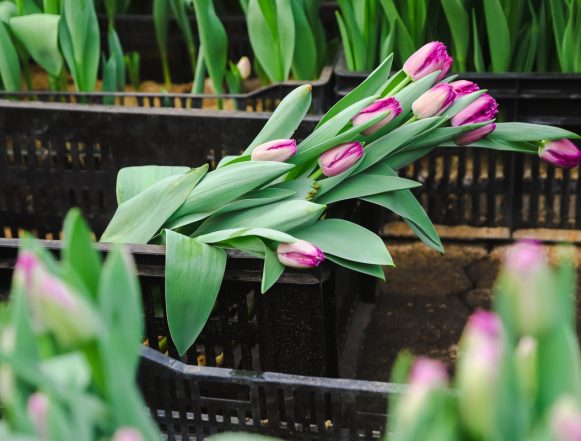 тюльпаны зеленхоз 2025 (10) В «Зеленхозе» уже тюльпановое настроение