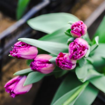 36 рынков с живыми цветами организовали в Липецке к празднику: интерактивная карта мест