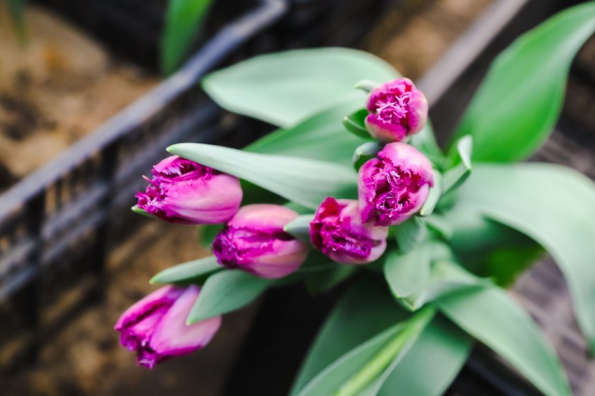 36 рынков с живыми цветами организовали в Липецке к празднику: интерактивная карта мест