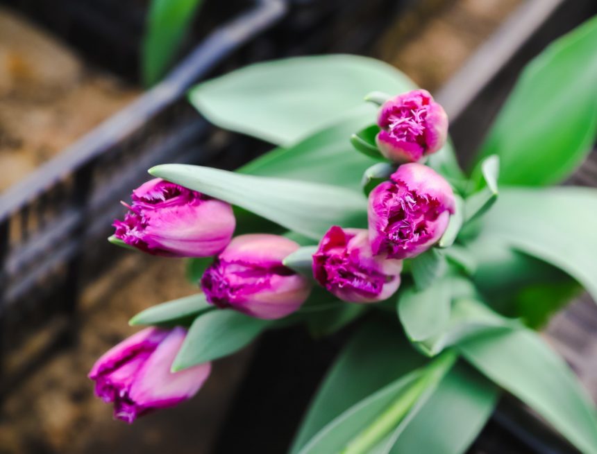 36 рынков с живыми цветами организовали в Липецке к празднику: интерактивная карта мест