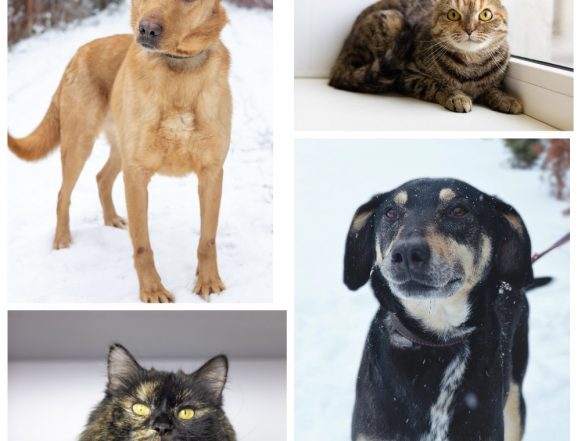 кошки собаки Бося, Серкан, Сильвия, Саймон ищут дом