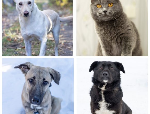 Алина, Василиса, Айк, Зита ищут хозяина