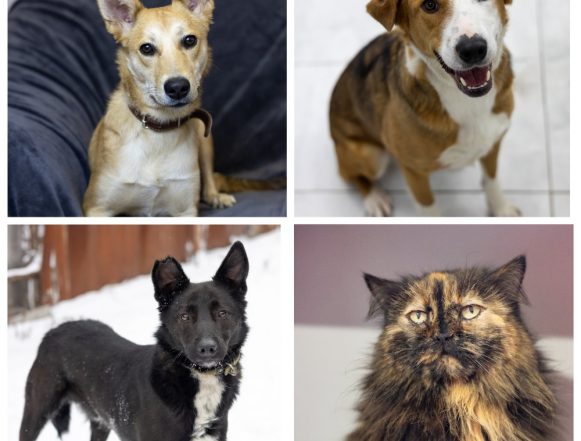 Лисичка, Юла, Русик, Киса ищут дом