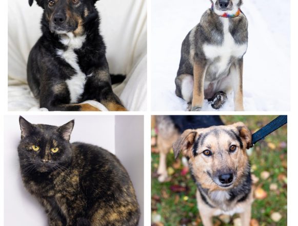 Линда, Кристи, Черепашка, Ася ищут дом