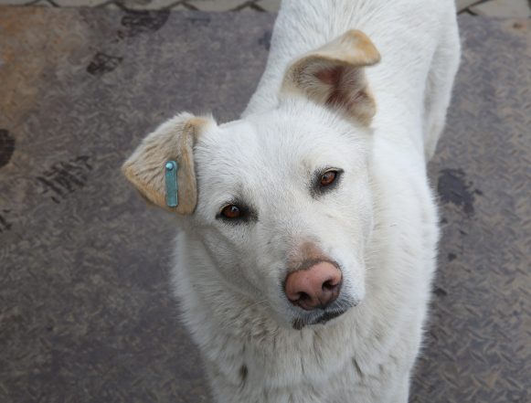 На Северном Руднике отловили трёх безнадзорных собак