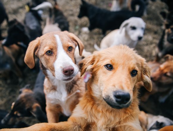 В ответе за приручённых