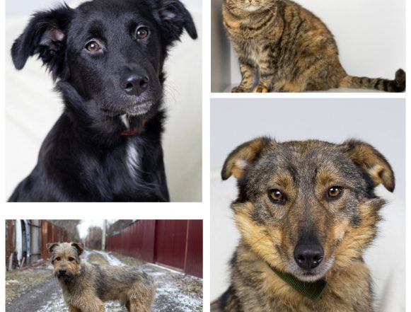 Женевьева, Клёпа, Леди, Немо ищут дом