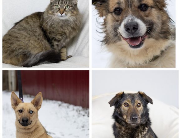 Маша, Манга, Белла, Джая ищут дом