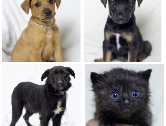 Мальчик, Девочка, Даня, Кисуня ищут дом