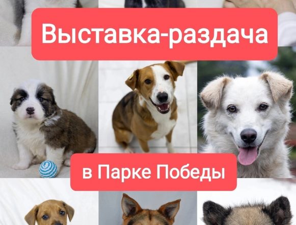 выставка раздача Забирай друга