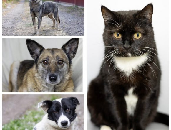 Кузя, Зая, Чапа, Мурка ищут дом