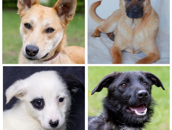 собачки Лисичка, Гамлет, Девочка, Даня ищут дом