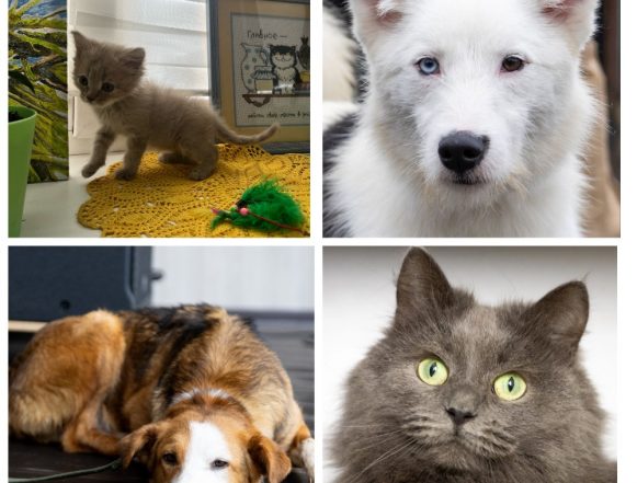 Русик, Хась, Юла, Феня ищут хозяина