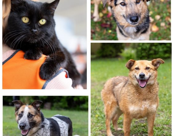 Веста, Мурка, Ася, Сойка ищут дом