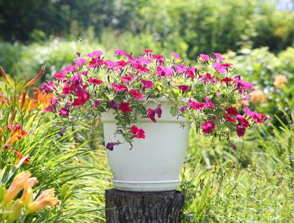 Липецк в цвету Липецк в цвету