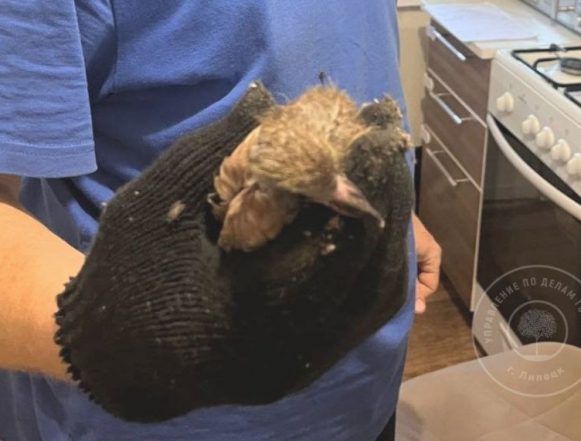 Голубёнка достали из вентиляции в квратире липчан спасатели