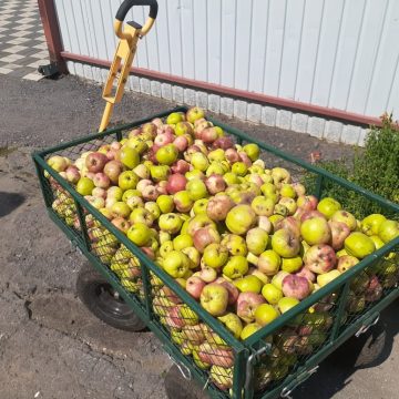 Зоопарк просит садоводов и фермеров поделиться излишками с участков