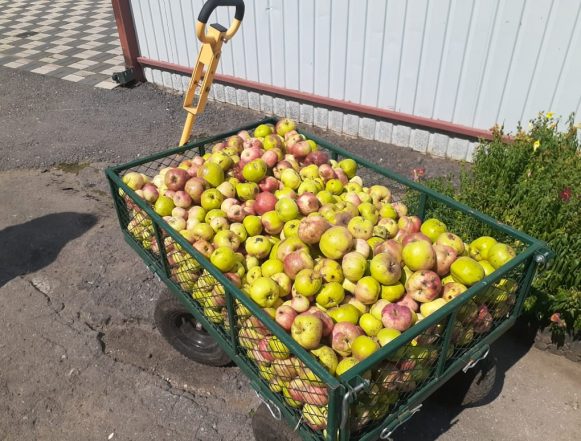 Зоопарк просит садоводов и фермеров поделиться излишками с участков