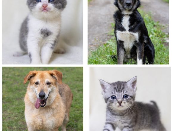 Мальчик, Черничка, Девочка, Рива ищут хозяина