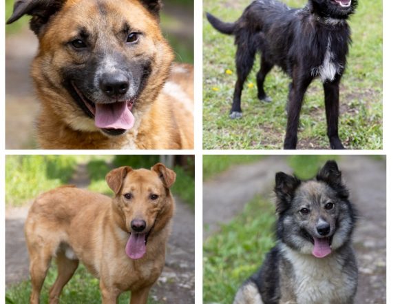 Тузик, Даня, Серкан, Анфиса ищут хозяина