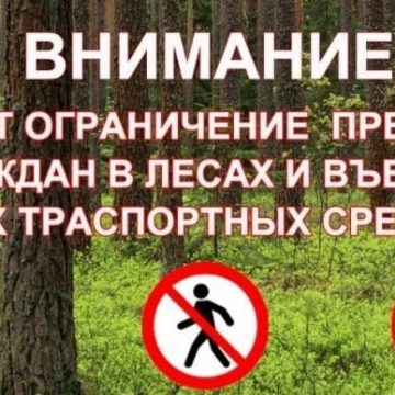 В липецких лесах вводят ограничения на вход и въезд