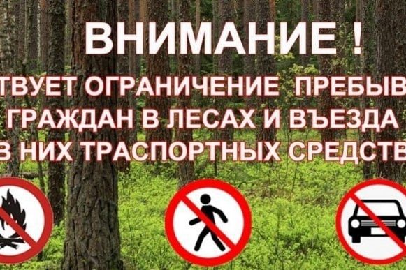 В липецких лесах вводят ограничения на вход и въезд