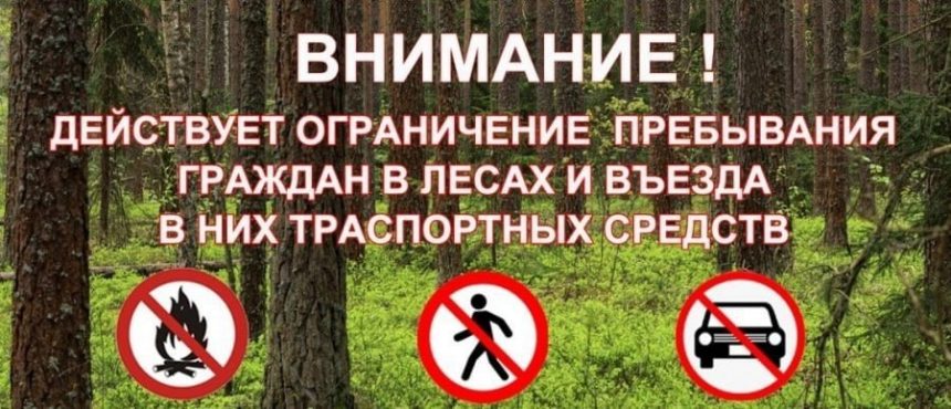 В липецких лесах вводят ограничения на вход и въезд