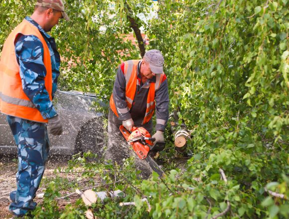 «Зеленхоз» в Липецке сформировал бригаду для уборки упавших деревьев