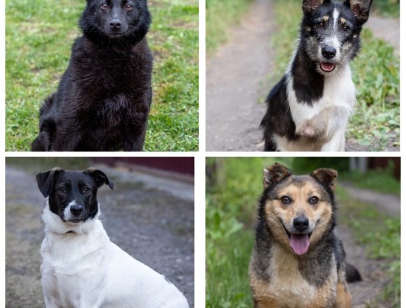 собаки Тоня, Тимка, Зира, Полушка ищут хозяина