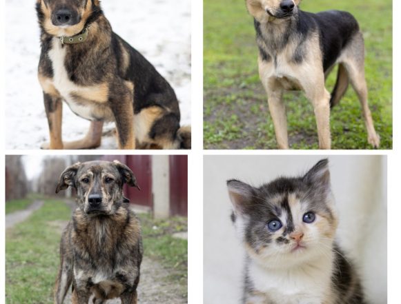 животные Форд, Бекки, Тайсон, Девочка ищут хозяина