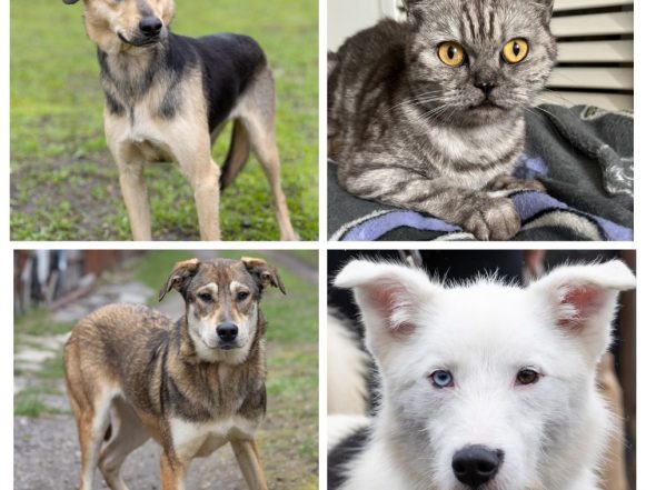 Мэри, Стелла, Бекки, Хась ищут хозяина