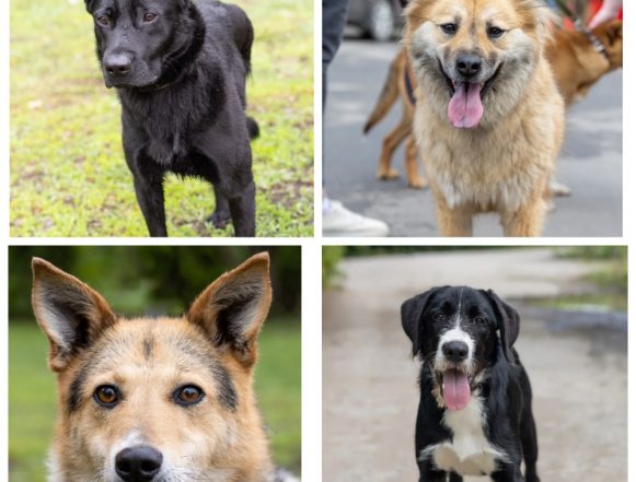 Чакки, Принцесса, Му, Покер ищут хозяина