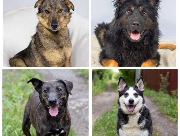 Немо, Тедди, Мелисса, Ирма ищут хозяина