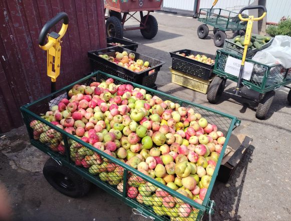 Зоопарк просит садоводов-благотворителей не привозить яблоки