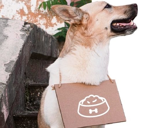 Дай лапу, друг