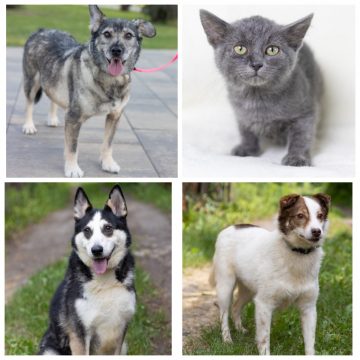 котёнок и собаки Санса, Девочка, Ирма, Джек ищут дом