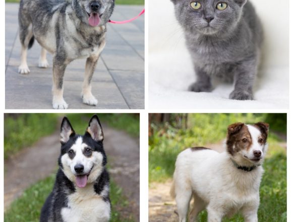 Санса, Девочка, Ирма, Джек ищут дом