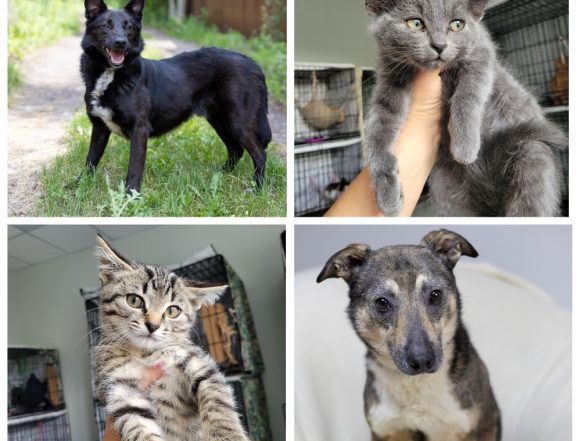 животные Русик, Амина, Девочка, Мальчик ищут дом