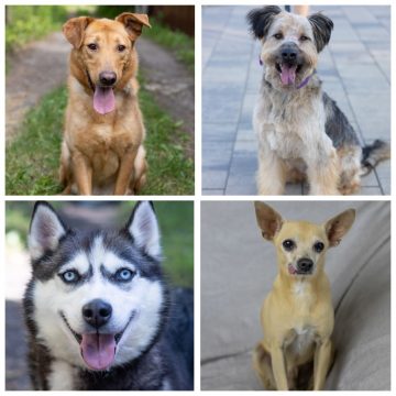 животные Серкан, Клёпа, Хасита, Толик ищут дом