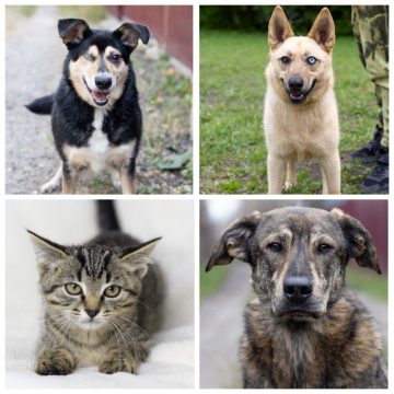 Май, Бэлла, Мальчик и Тайсон ищут любящих хозяев