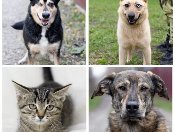 Май, Бэлла, Мальчик и Тайсон ищут любящих хозяев